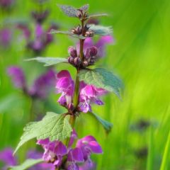 Lamium maculatum ‘Roseum’