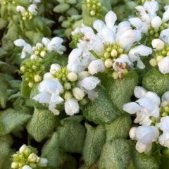 Lamium maculatum ‘White Nancy’