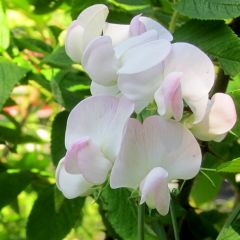 Lathyrus latifolius ‘Pink Pearl’