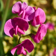 Lathyrus latifolius ‘Red Pearl’