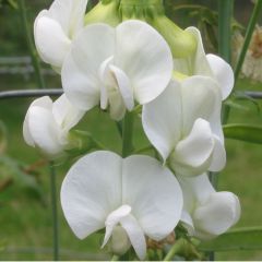 Lathyrus latifolius ‘White Pearl’