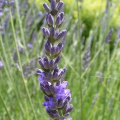 Lavandula ‘Dutch'