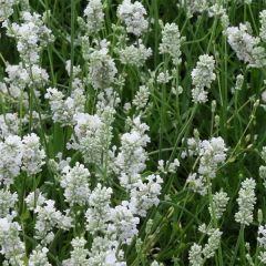 Lavandula ‘Edelweiss'