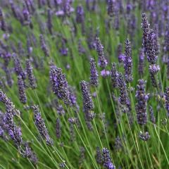 Lavandula ‘Grappenhall'