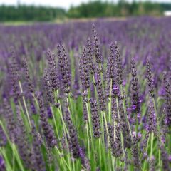 Lavandula ‘Grosso'