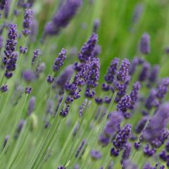 Lavandula ‘Hidcote'