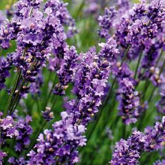 Lavandula ‘Munstead'