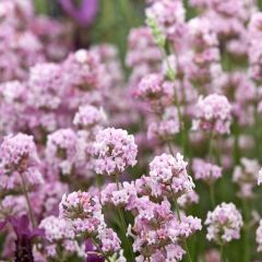 Lavandula ‘Rosea'