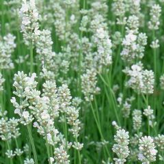 Lavandula angustifolia