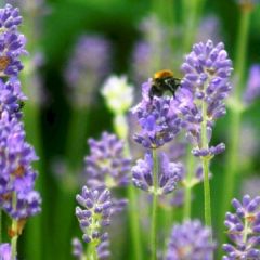 Lavandula 'Dwarf Blue'