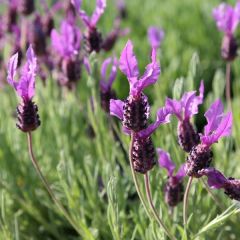 Lavandula stoechas 'Pappilon'