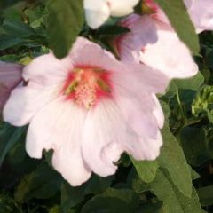 Lavatera ‘Baby Barnsley’®