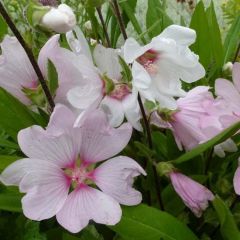 Lavatera ‘Barnsley’