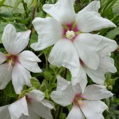 Lavatera ‘Blushing Bride’