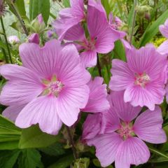 Lavatera ‘Rosea’