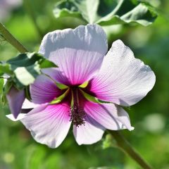 Lavatera maritima