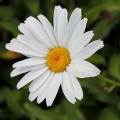 Leucanthemum 'Alaska'