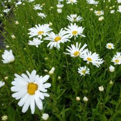 Leucanthemum (S) ‘Polaris’