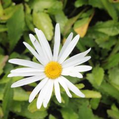 Leucanthemum (S) ‘Silberprinzesschen’