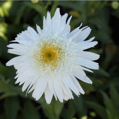 Leucanthemum (S) ‘Wirral Supreme’