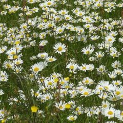 Leucanthemum vulgare