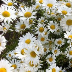 Leucanthemum vulgare ‘Maikönigin’