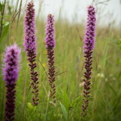 Liatris spicata