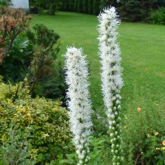 Liatris spicata ‘Floristan Weiss’