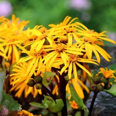 Ligularia dentata