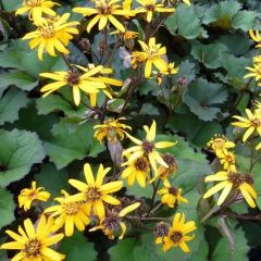 Ligularia dentata ‘Desdemona’