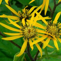 Ligularia dentata ‘Othello’