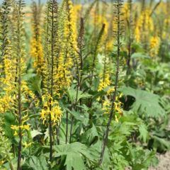 Ligularia przewalskii