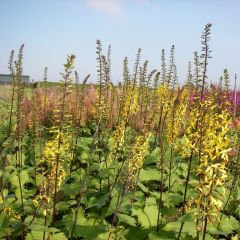 Ligularia stenocephala ‘The Rocket’