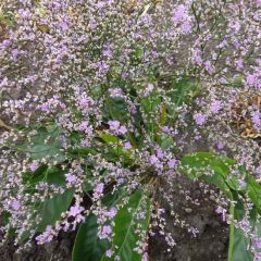 Limonium latifolium