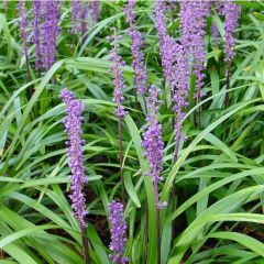 Liriope muscari