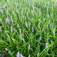 Liriope muscari ‘Big Blue’