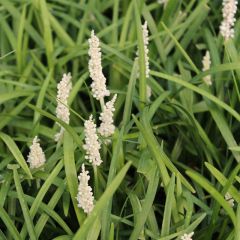 Liriope muscari ‘Monroe White’