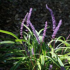 Liriope muscari ‘Variegata’