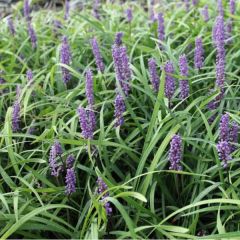 Liriope muscari 'Moneymaker'