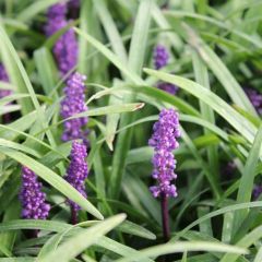 Liriope muscari 'Royal Purple'