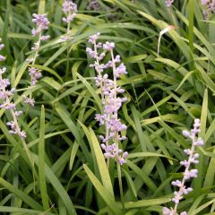 Liriope spicata