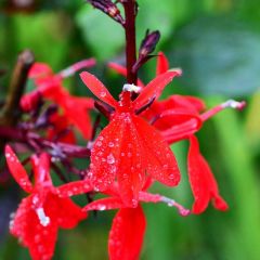 Lobelia ‘Queen Victoria’