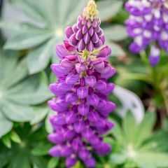 Lupinus ‘Gallery Blue’