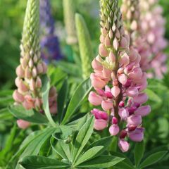 Lupinus ‘Gallery Pink’