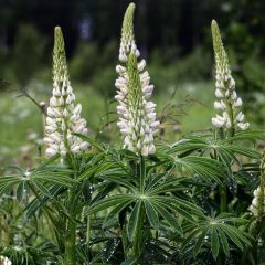 Lupinus ‘Gallery White’