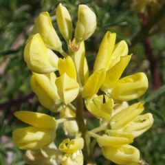 Lupinus ‘Gallery Yellow’