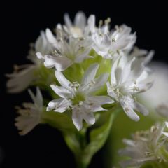 Lychnis alpina