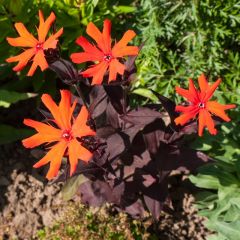 Lychnis arkwrightii ‘Vesuvius’