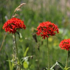 Lychnis chalcedonica