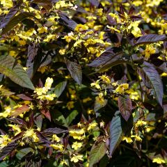 Lysimachia ciliata ‘Firecracker’